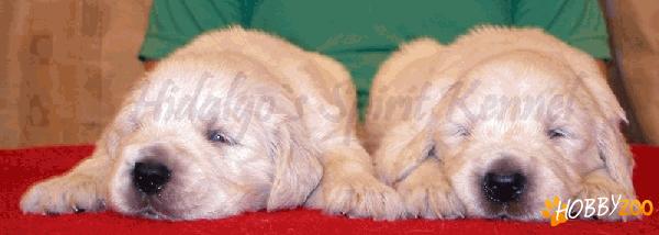 Golden Retriever Hidalgos 