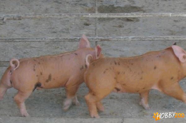 porci de carne Duroc