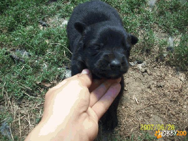 labrador de vanzare