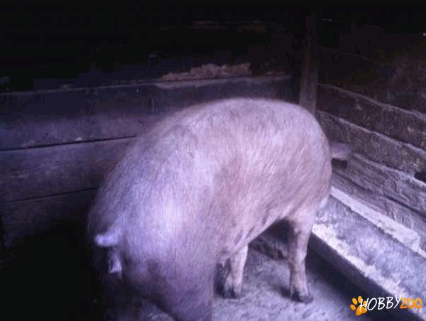 Scroafa de rasa Duroc