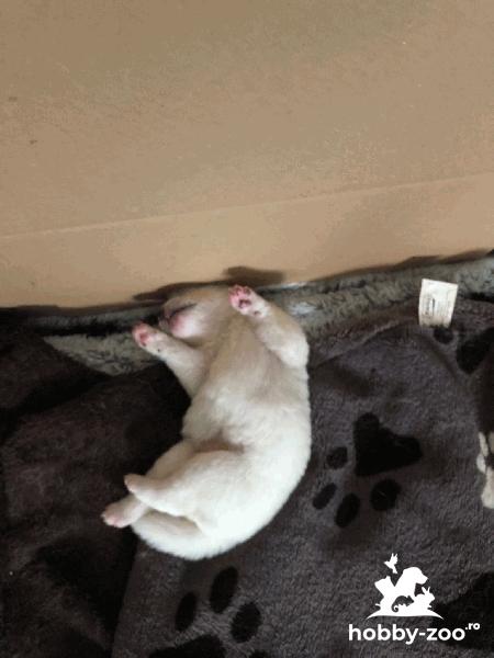 Puiuti de Akita Inu isi  cauta familii iubitoare