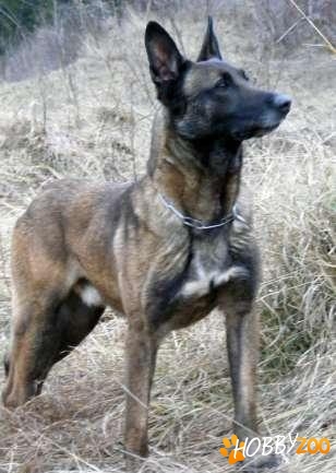 monta malinois groenendael