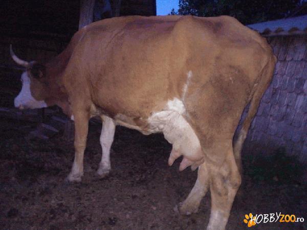 Vaca cu vitel zona buzau