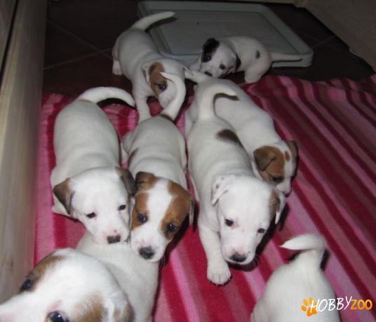 puiuti minunati jack russell