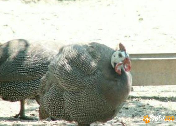 vand bibilica mascul tanar