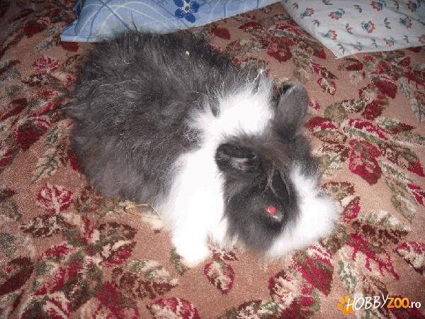 Iepuras Angora englez pitic