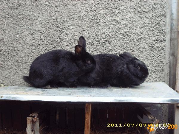 Vand iepuri de rasa NEGRU VIENEZ