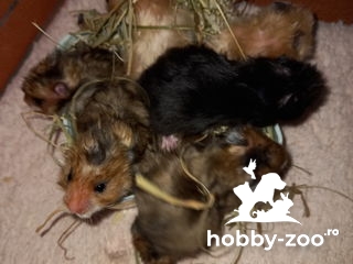 Vând hamster cu vârsta de 1 lună