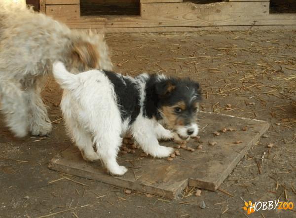 femele fox terrier par sarmos 
