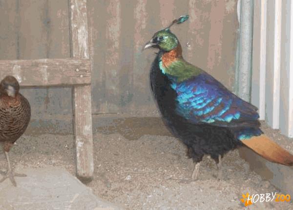 pauni fazani comuni rosii