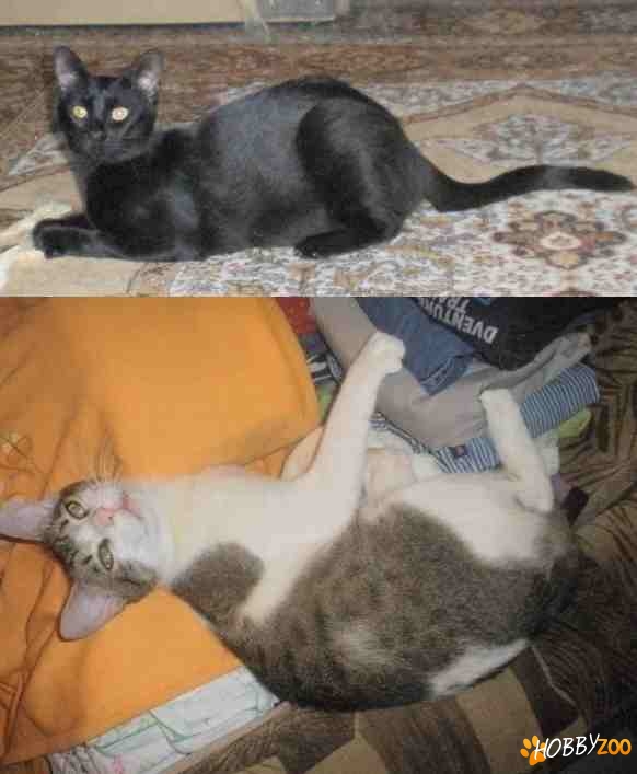 Pisoi 10 luni adoptie