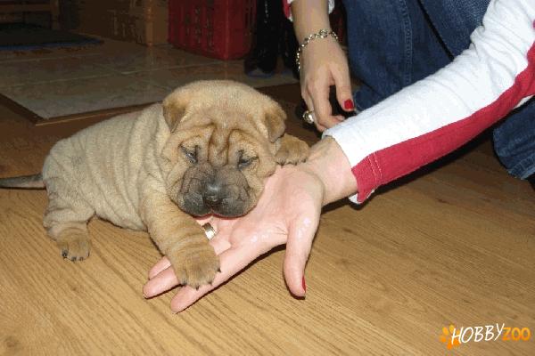 shar-pei puppy poze reale 
