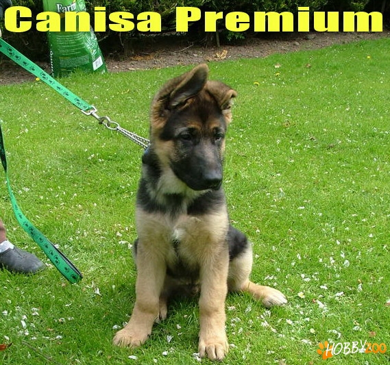 Ciobanesc German rasa pura 100%