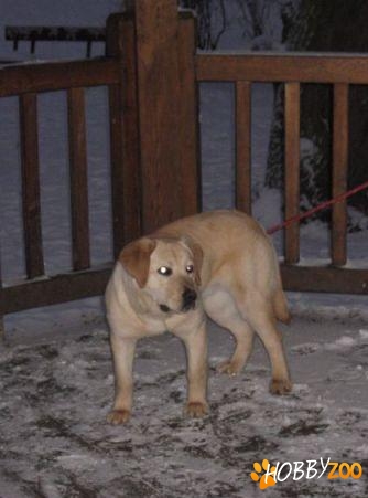 femela labrador auriu de vanzare