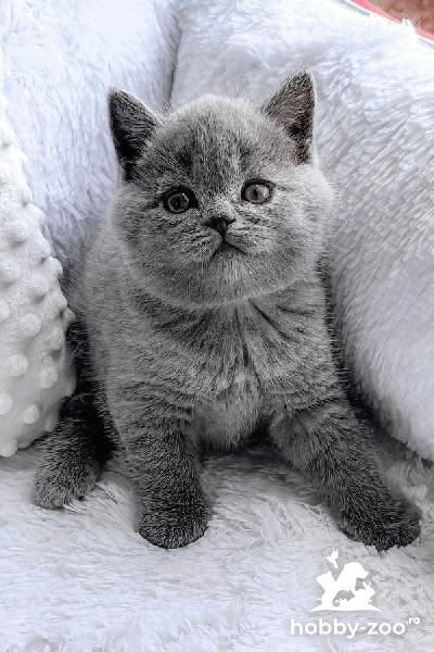 Băiețel pui British Shorthair