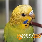 vanzare pasari si colivii