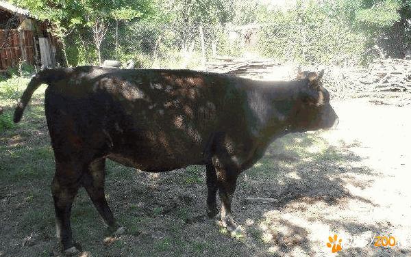   Taur de rasa olandeza