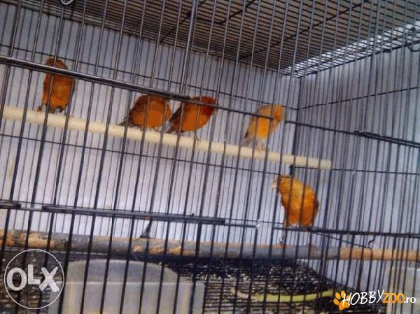vand canari diferite specii