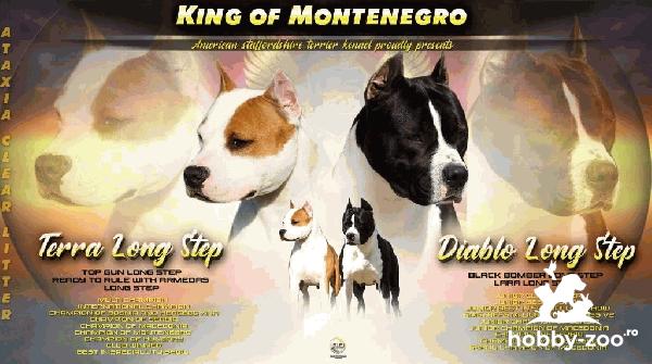 Amstaff pui de vanzare