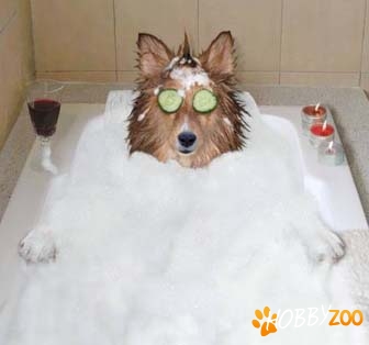 Bona pentru animalute