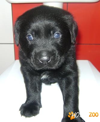  Labrador de culoare neagra