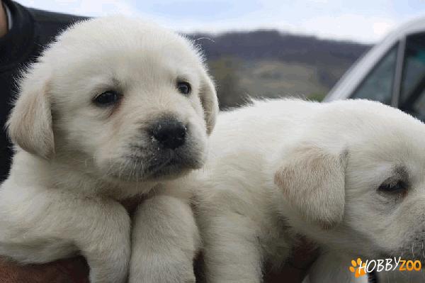 Catei Labrador Retriever