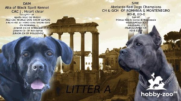 Cane Corso cățeluși de vânzare 