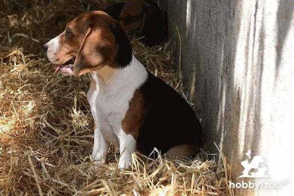 Cățeluși jucauși rasa Beagle - București