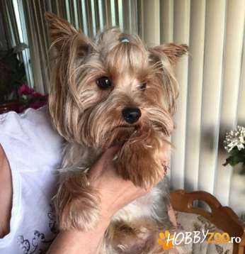 mascul yorkshire terrier vaccinat