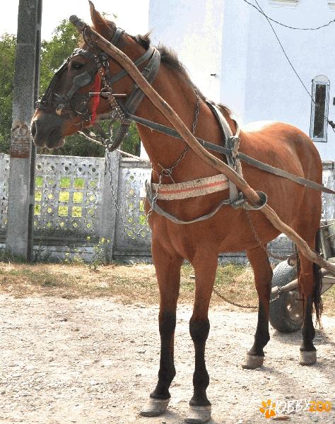 Vand cal tractiune bland si sanatos 