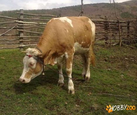 juninca baltata romaneasca gestanta