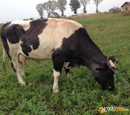 Vaca la prima fatare talie medie