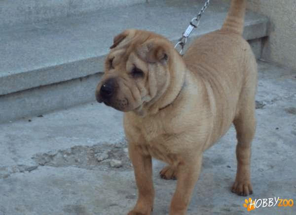 vanzare catelusa Shar Pei