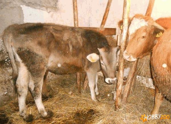 vaca limuzine cu vitele