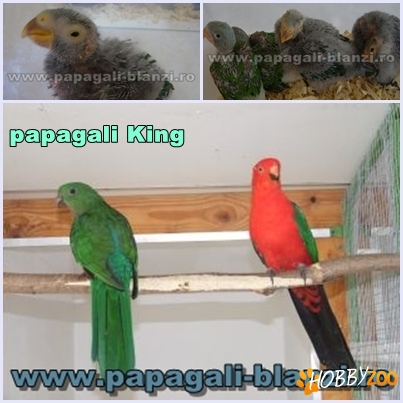vand regele papagal King Parrot