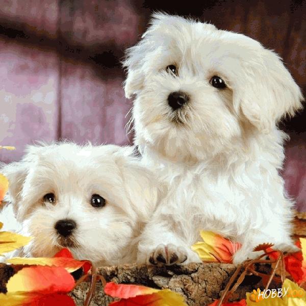 Vand pui Bichon Maltez