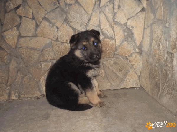 Vindem catei Ciobanesc German 