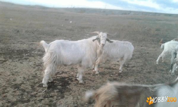 Tap Boer Alba de Banat