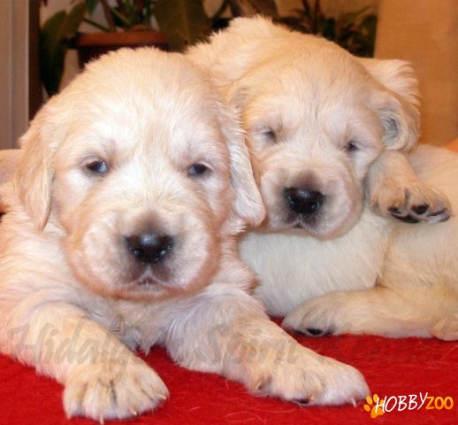 Pui Golden Retriever Hidalgos 