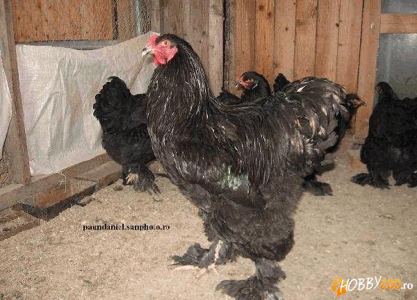 cocosi de Brahma Negru 