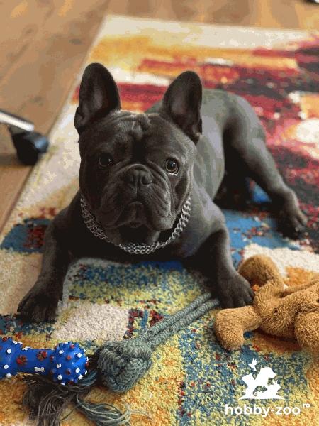 Bulldog francez blue, caut parteneră. 