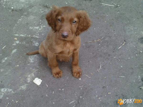 Pui setter irlandez rosu