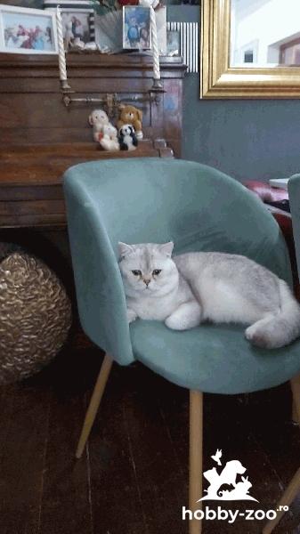 Motan British Chinchilla caută parteneră