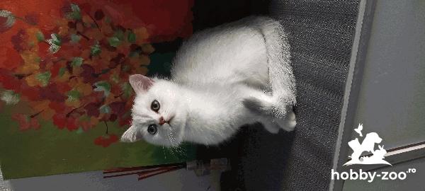 British shorthair puiuti