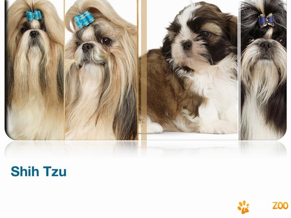 Canisa Minidog