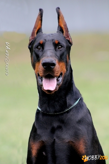 VAND CATEI DOBERMANN