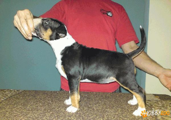 Vand pui bull terrier