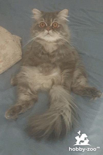 Motanel persan șinșila