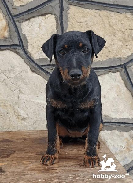 Jagdterrier femelă tânără