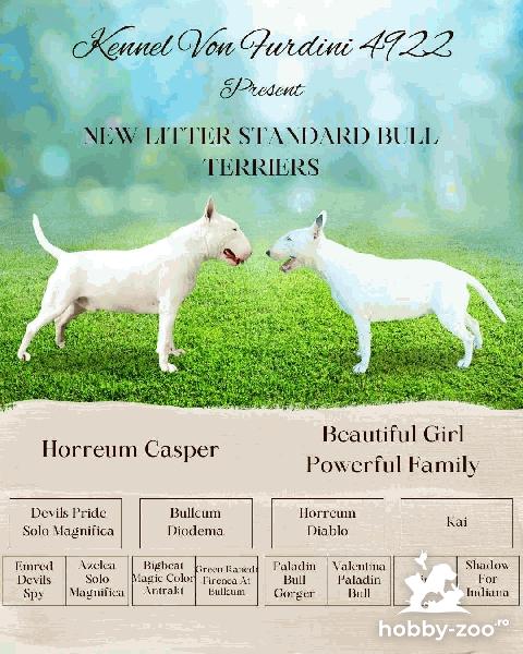 Top standard bull terrier puppies